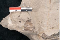 Foto (Detailansicht) von Cinnamomum polymorphum Braun (NHMW-GEO-2024-0188-7997)